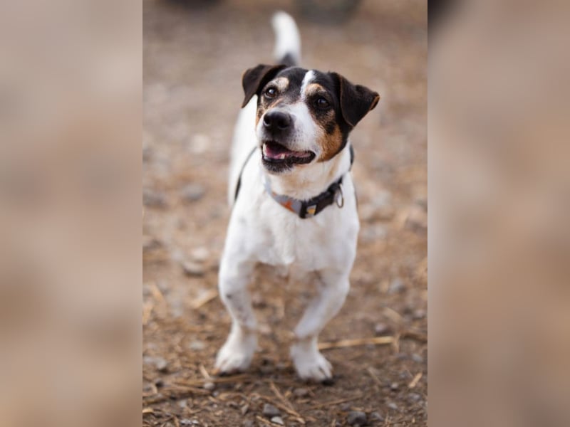 Cosmo ❤️ kuschliger, neugieriger Jack Russell Rüde!