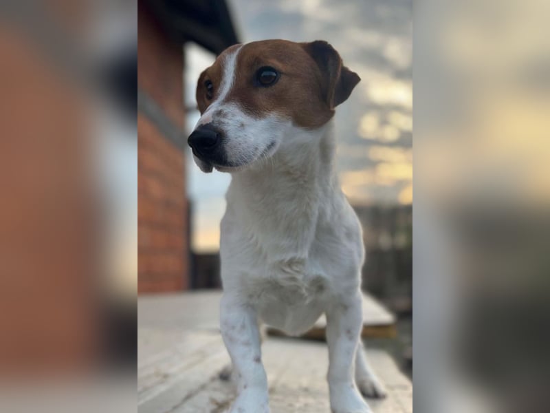 Coco ❤️ verschmuster, lieber Einzelprinz