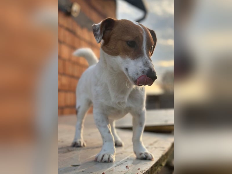 Coco ❤️ verschmuster, lieber Einzelprinz