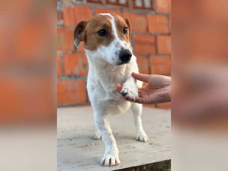 Coco ❤️ verschmuster, lieber Einzelprinz