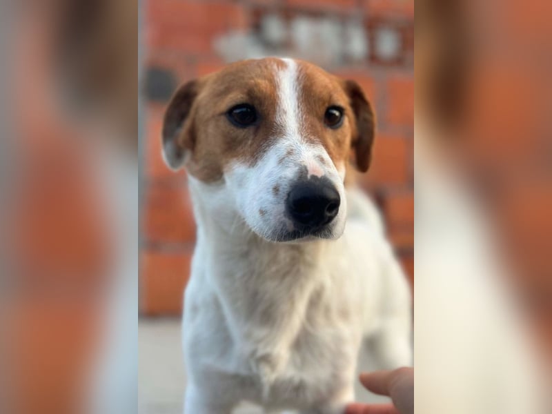 Coco ❤️ verschmuster, lieber Einzelprinz