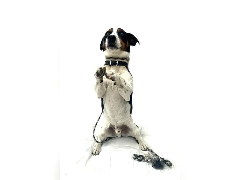 Guus ❤️ lebhafter, kluger Jack Russell!