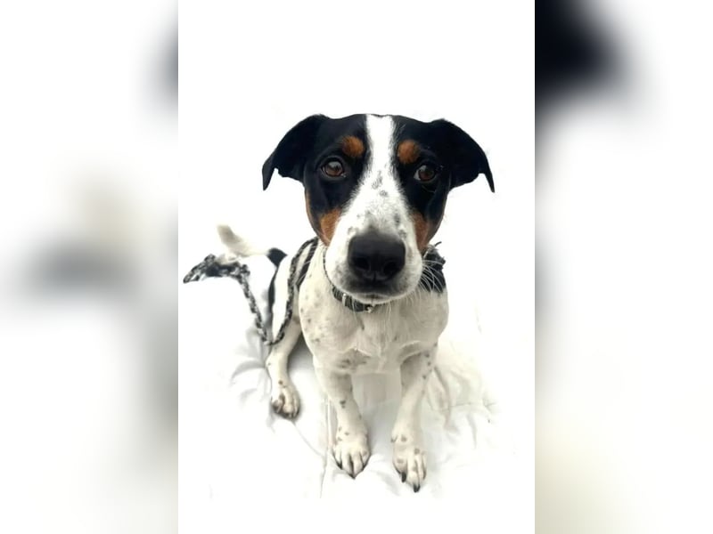 Guus ❤️ lebhafter, kluger Jack Russell!