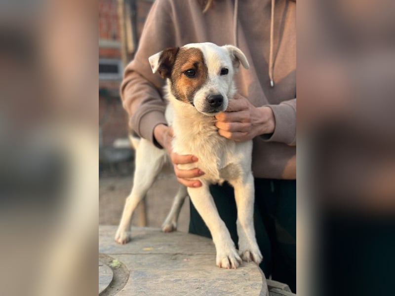 Juky ❤️ so frohe, aktive kleine Jack Russell Terrier-Fellnase