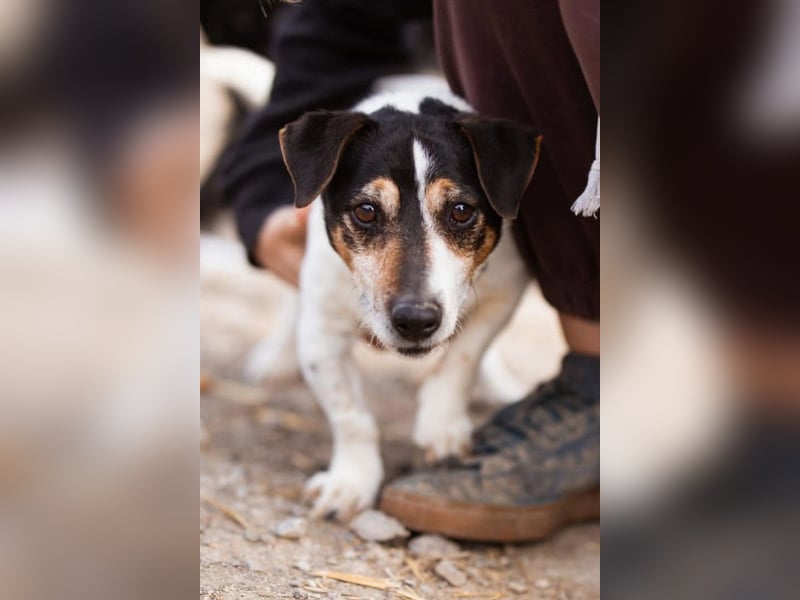 Cosmo ❤️ kuschliger, neugieriger Jack Russell Rüde!