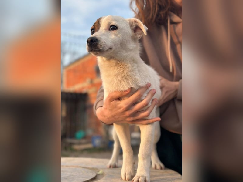 Juky ❤️ so frohe, aktive kleine Jack Russell Terrier-Fellnase