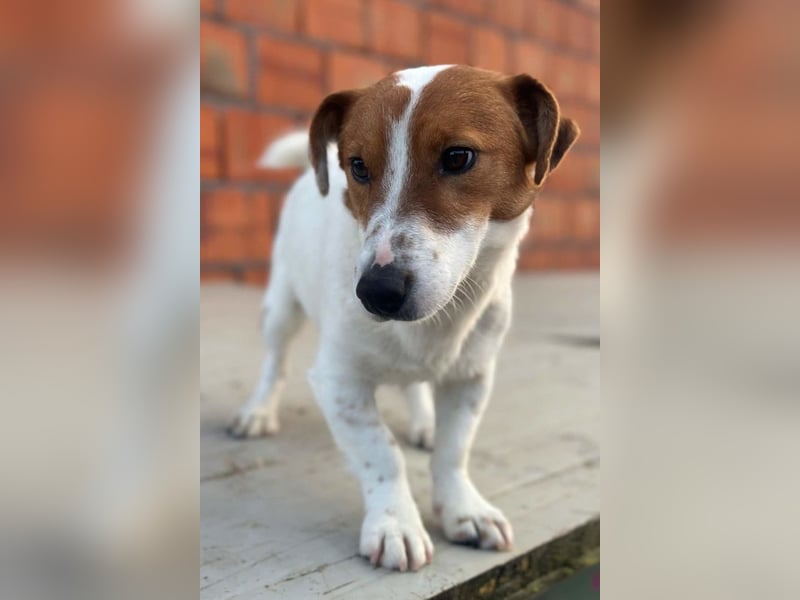 Coco ❤️ verschmuster, lieber Einzelprinz