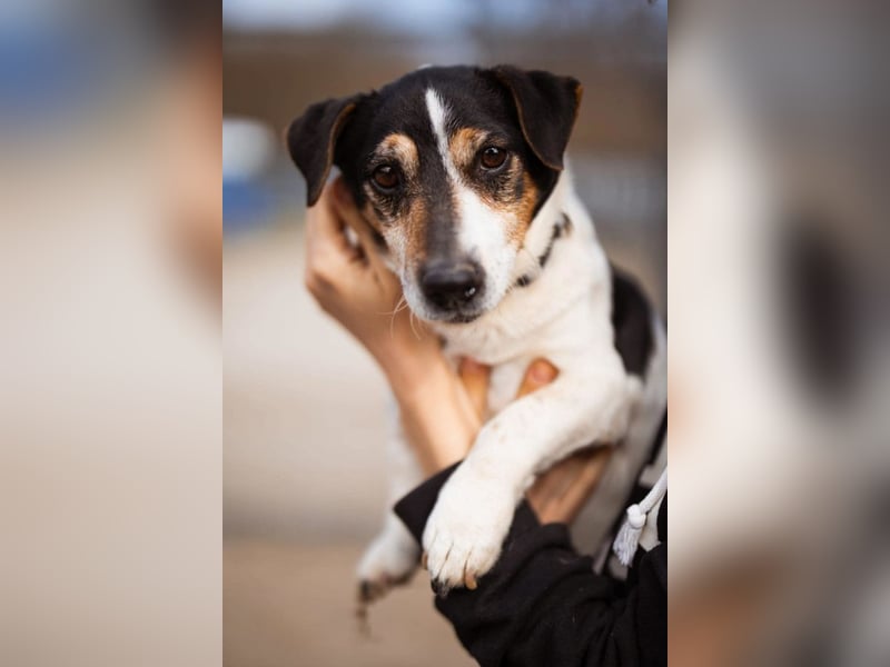 Cosmo ❤️ kuschliger, neugieriger Jack Russell Rüde!