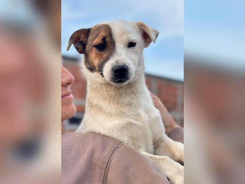 Juky ❤️ so frohe, aktive kleine Jack Russell Terrier-Fellnase