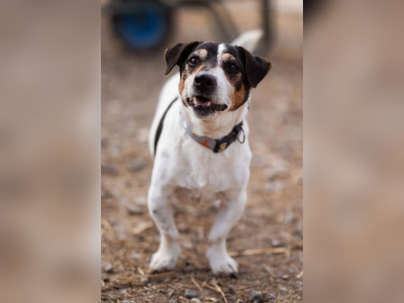 Cosmo ❤️ kuschliger, neugieriger Jack Russell Rüde!