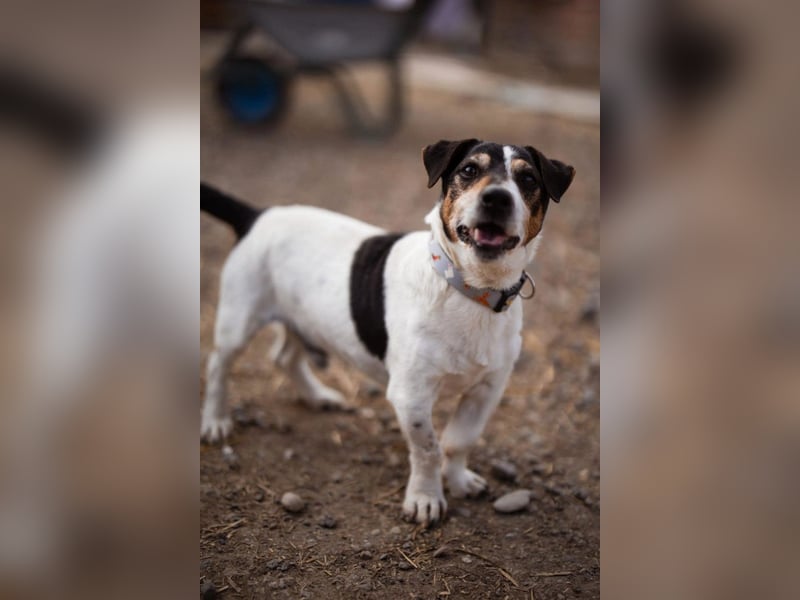 Cosmo ❤️ kuschliger, neugieriger Jack Russell Rüde!