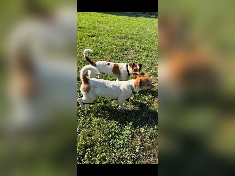 Debbi, junge Jack Russel Hündin