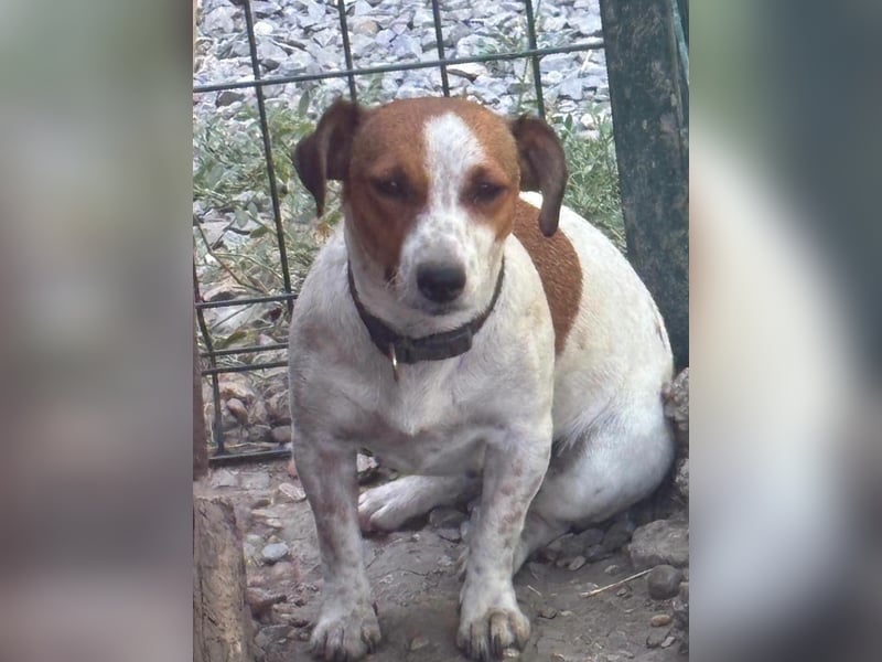 Debbi, junge Jack Russel Hündin