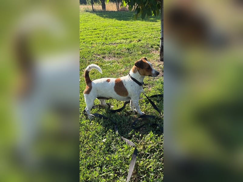 Debbi, junge Jack Russel Hündin