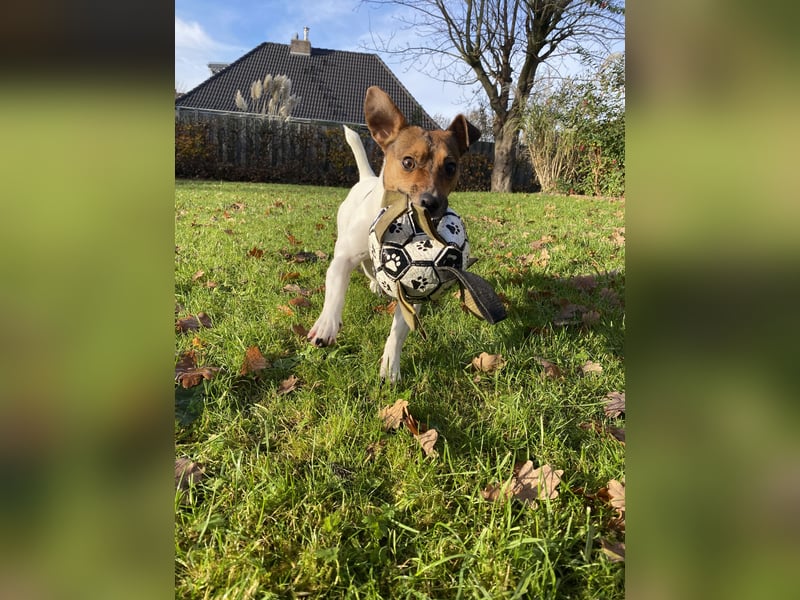 Jack Russel Terrier Hündin sucht DRINGEND erfahrenes Zuhause