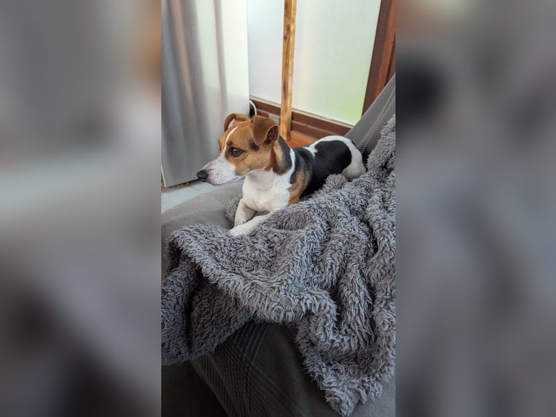 Paulchen sucht ein neues liebevolles Zuhause