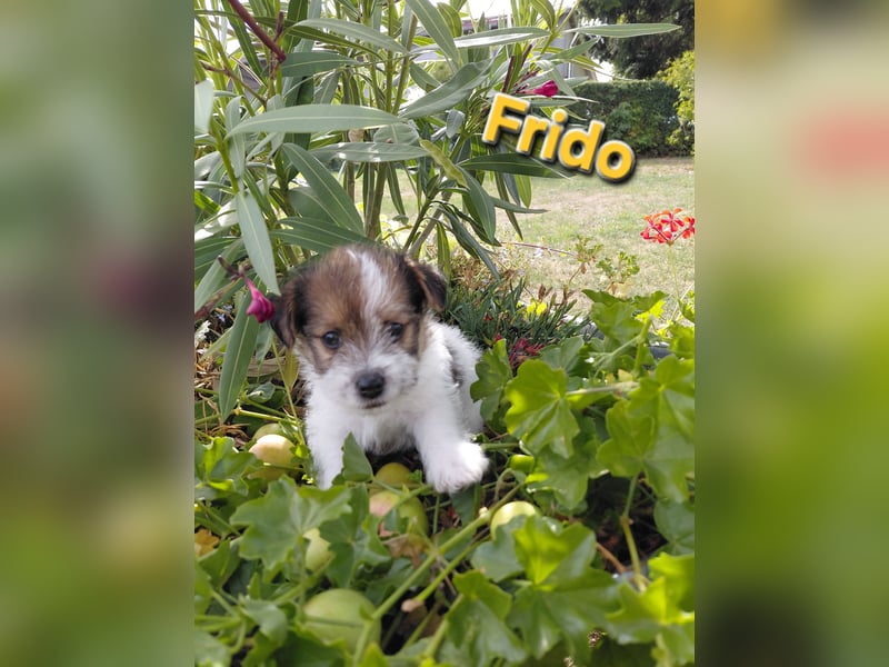 Jack Russel Terrier