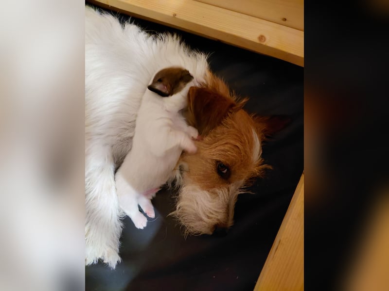 Jack Russel Terrier