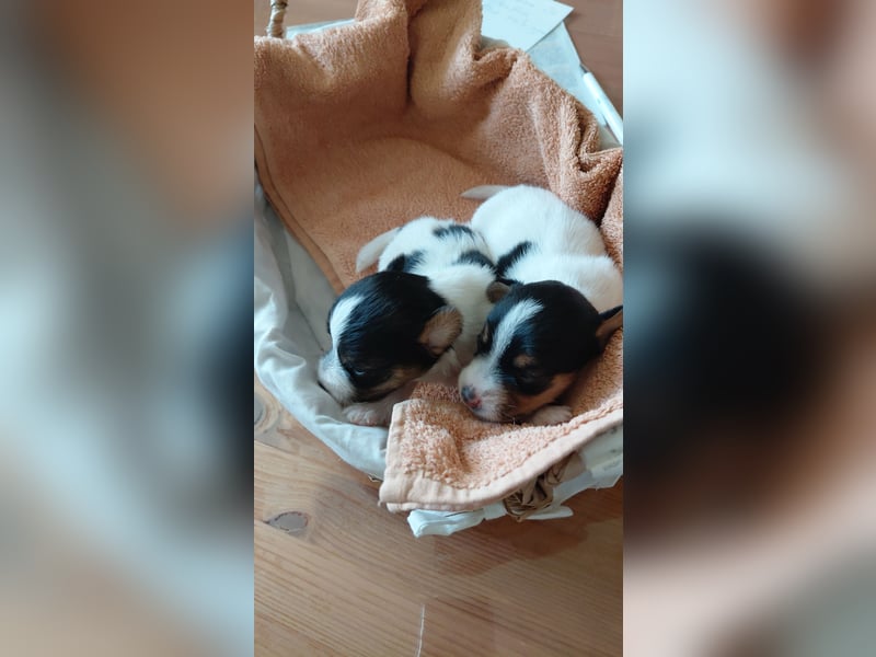 Jack Russel Terrier