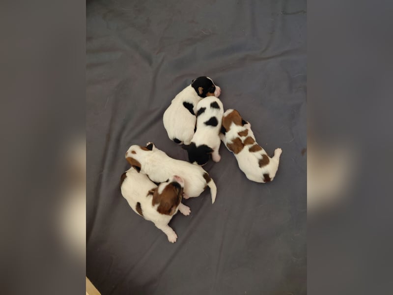Jack Russel Terrier Rauhaar