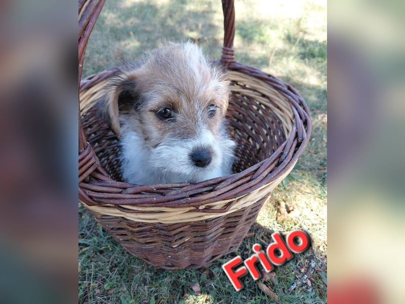 Jack Russel Terrier