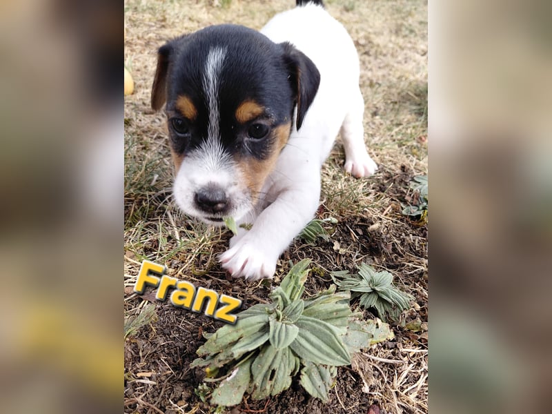 Jack Russel Terrier