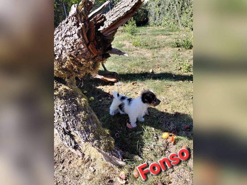Jack Russel Terrier