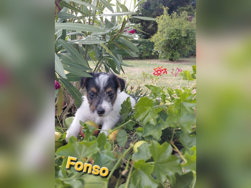 Jack Russel Terrier