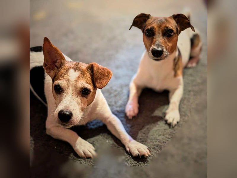 Bolle - will Einzelprinz sein