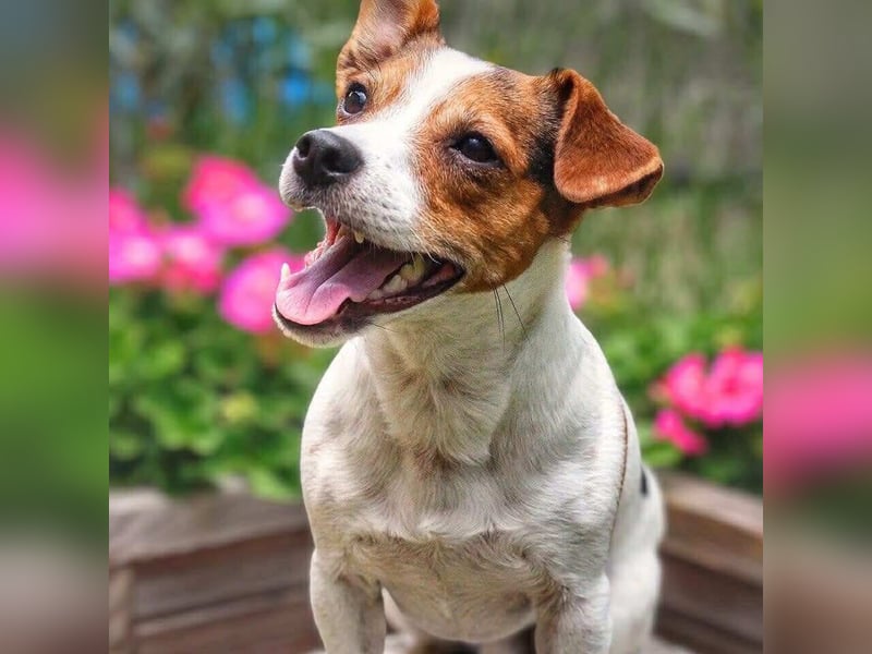 Bolle - will Einzelprinz sein