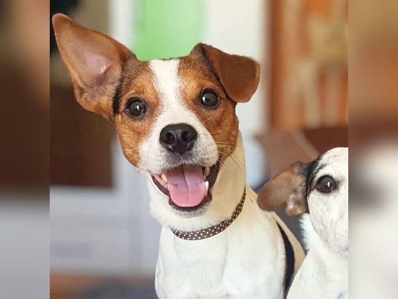 Bolle - will Einzelprinz sein