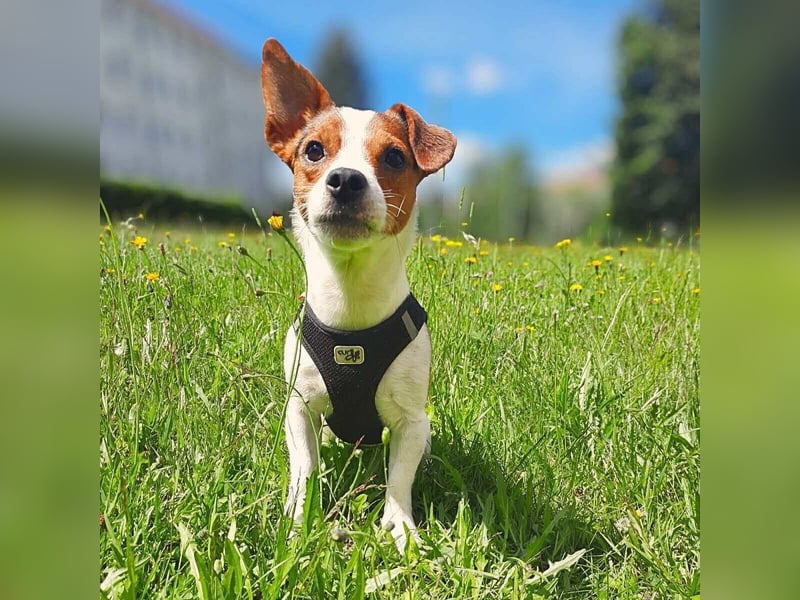 Bolle - will Einzelprinz sein