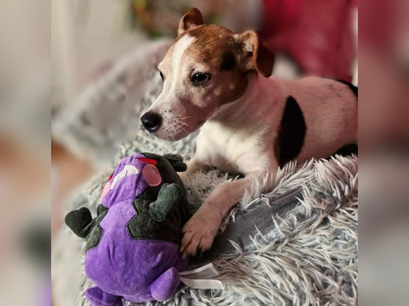 Bolle - will Einzelprinz sein