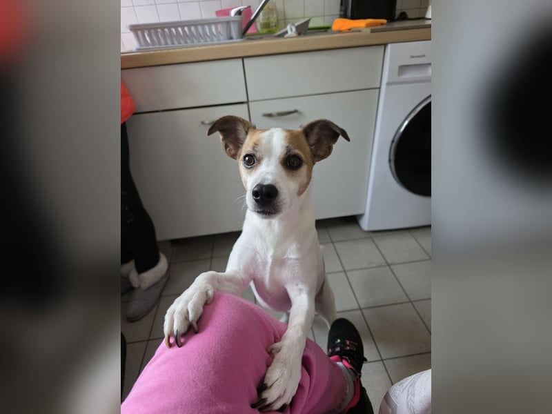 Filou sucht ein neues Zuhause