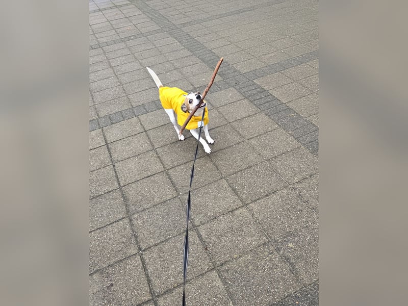 Filou sucht ein neues Zuhause