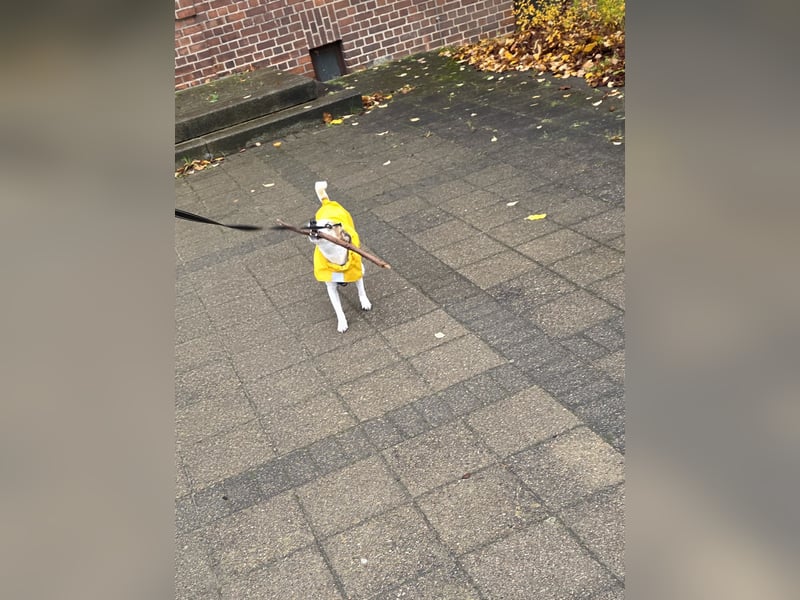 Filou sucht ein neues Zuhause