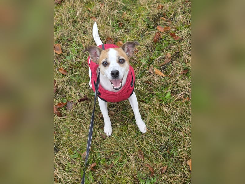 Filou sucht ein neues Zuhause