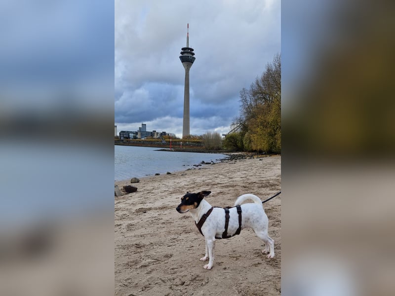 In Düsseldorf sucht Jack Russel Hündin ein neues Zuhause! MIT VIDOS!