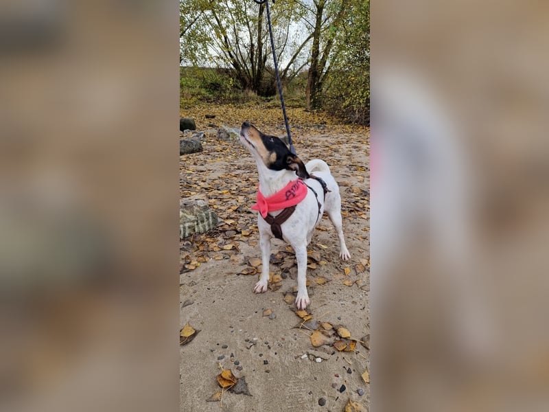 In Düsseldorf sucht Jack Russel Hündin ein neues Zuhause! MIT VIDOS!