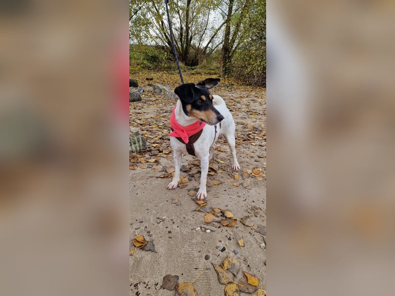 In Düsseldorf sucht Jack Russel Hündin ein neues Zuhause! MIT VIDOS!