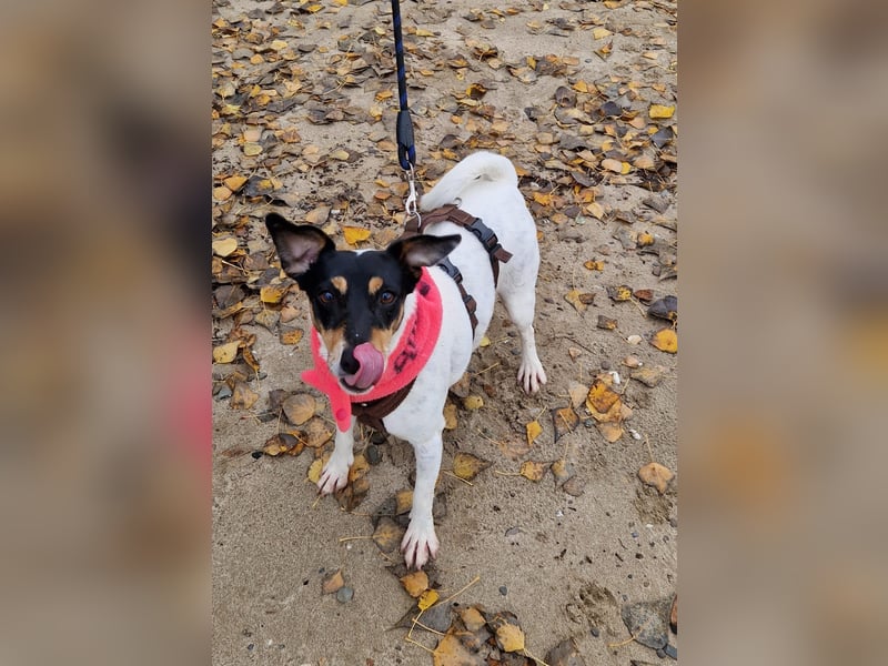 In Düsseldorf sucht Jack Russel Hündin ein neues Zuhause! MIT VIDOS!