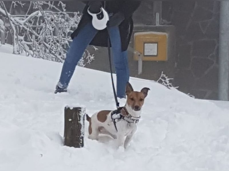 Jack Russel Terrier Hündin