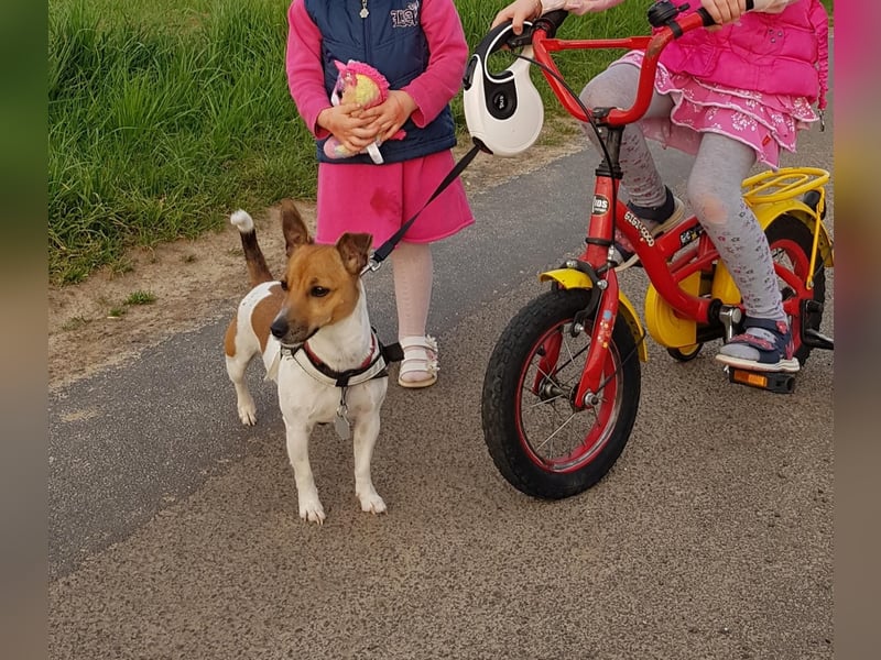 Jack Russel Terrier Hündin