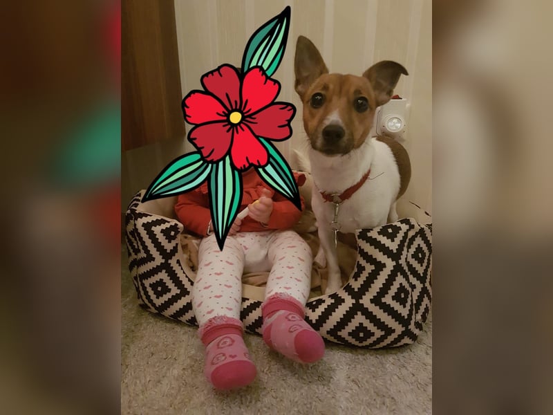 Jack Russel Terrier Hündin