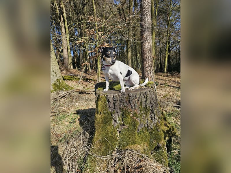 Elli, 9 Jahre, 30cm sucht neues Zuhause