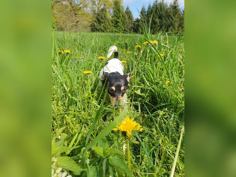 Elli, 9 Jahre, 30cm sucht neues Zuhause