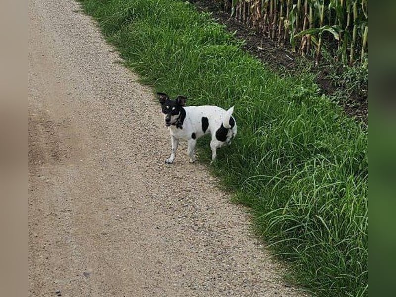 Elli, 9 Jahre, 30cm sucht neues Zuhause