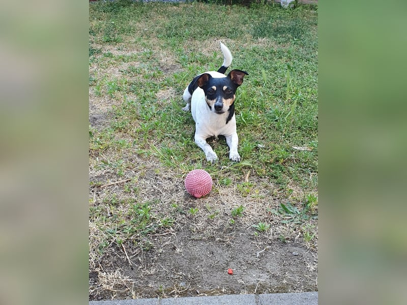 Elli, 9 Jahre, 30cm sucht neues Zuhause