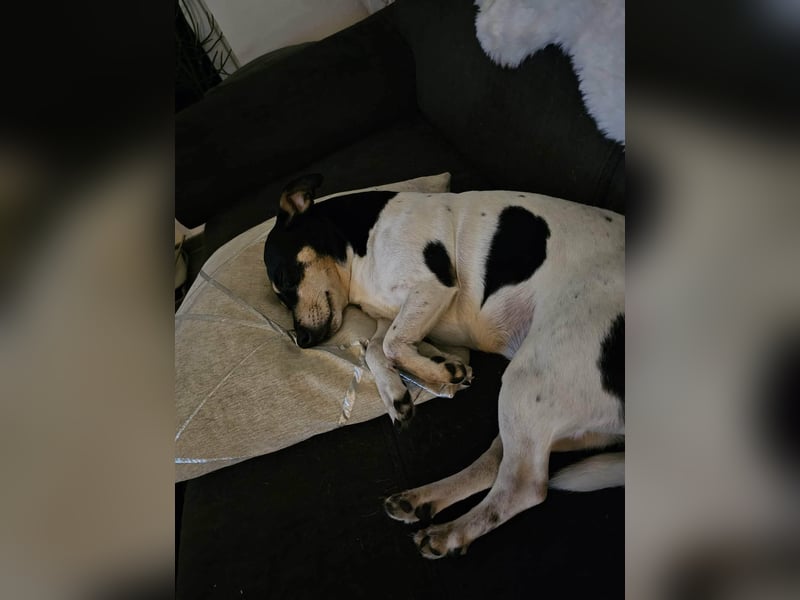 Elli, 9 Jahre, 30cm sucht neues Zuhause