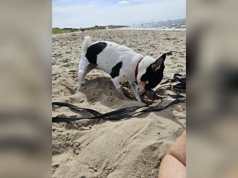 Elli, 9 Jahre, 30cm sucht neues Zuhause